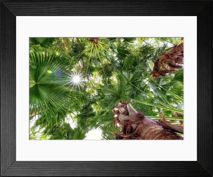 Framed Print : Canopy of palm trees with sunburst Framed Print : Canopy of palm trees with sunburst