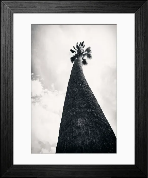 Framed Print : Tall palm tree