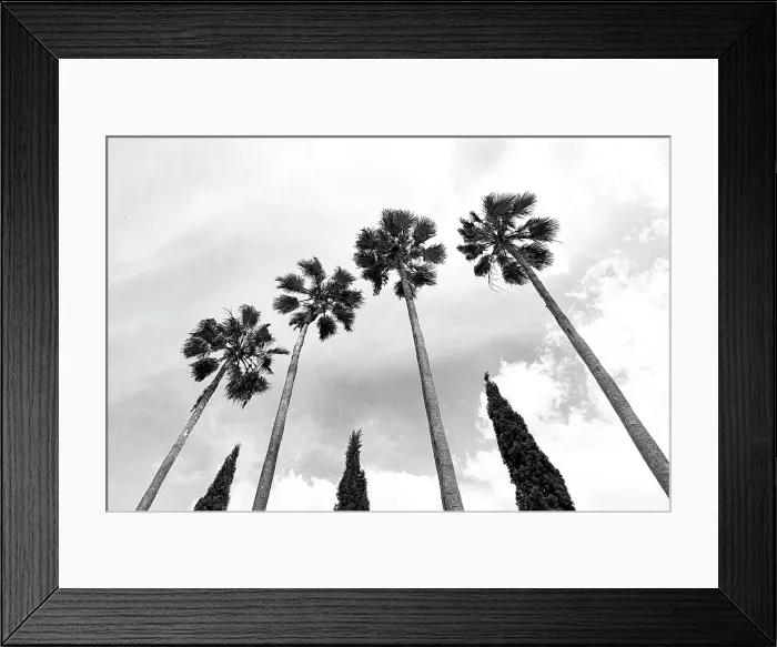 Framed Print : Tall palm trees with cypress trees in the middle Framed Print : Tall palm trees with cypress trees in the middle