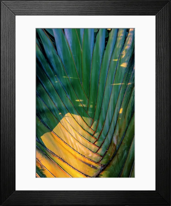 Framed Print : Detail on Travelers Palm Tree (Ravenala Madagascariensis) Framed Print : Detail on Travelers Palm Tree (Ravenala Madagascariensis)