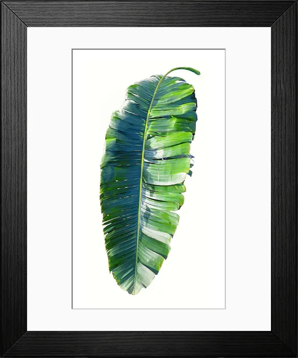 Framed Print : Palm leaf Framed Print : Palm leaf