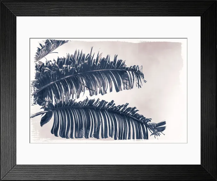 Framed Print : Palm fronds elegantly hanging from palm tree Framed Print : Palm fronds elegantly hanging from palm tree
