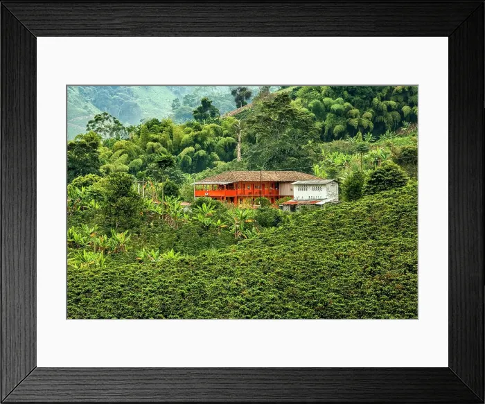 Framed Print : Colombia, Chinchina, Coffee Plantation Framed Print : Colombia, Chinchina, Coffee Plantation