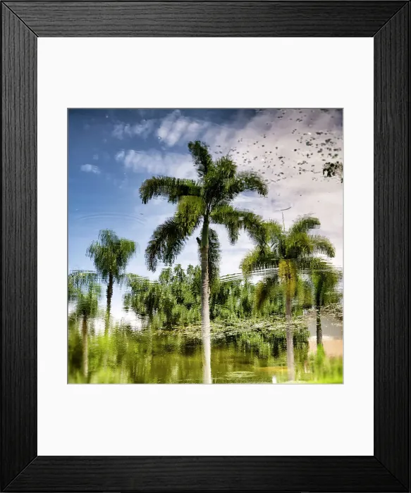 Framed Print : Reflection of palm trees over water Framed Print : Reflection of palm trees over water