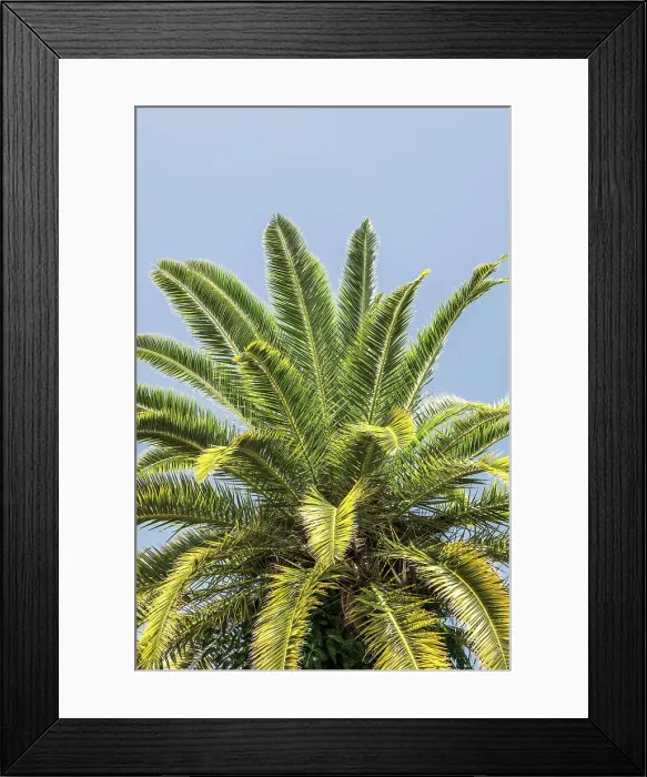Framed Print : Closeup of palm tree
