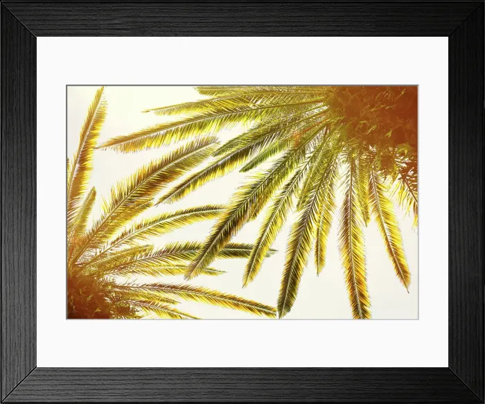 Framed Print : Closeup of palm trees