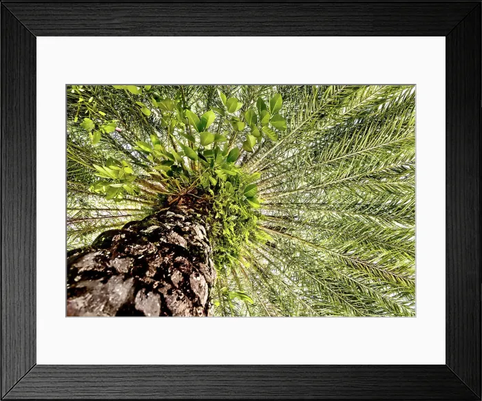 Framed Print : View under palm tree