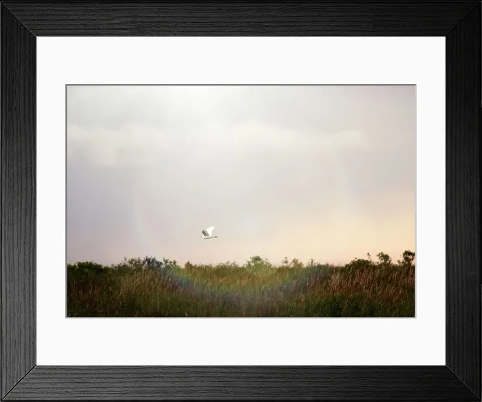 Framed Print : Florida, Boynton Beach, Arthur R. Marshall Loxahatchee National Wildlife Refuge, bird in flight Framed Print : Florida, Boynton Beach, Arthur R. Marshall Loxahatchee National Wildlife Refuge, bird in flight