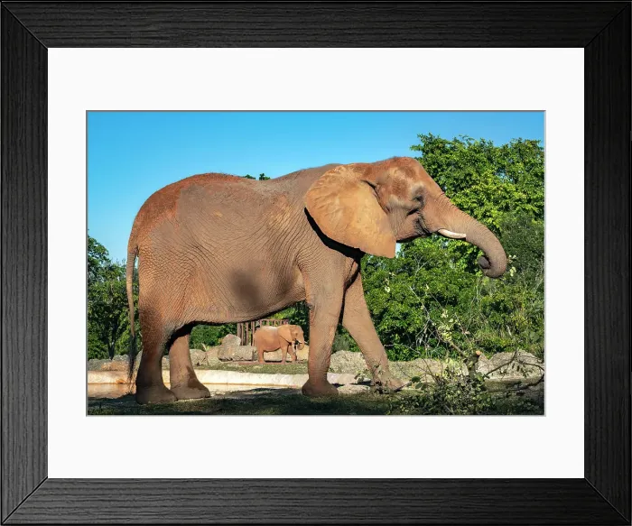 Framed Print : Florida, South Florida, Miami, Miami Zoo, African Elephant Framed Print : Florida, South Florida, Miami, Miami Zoo, African Elephant