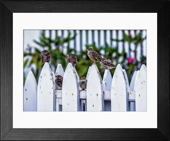 Framed Print : Birds on fence Framed Print : Birds on fence