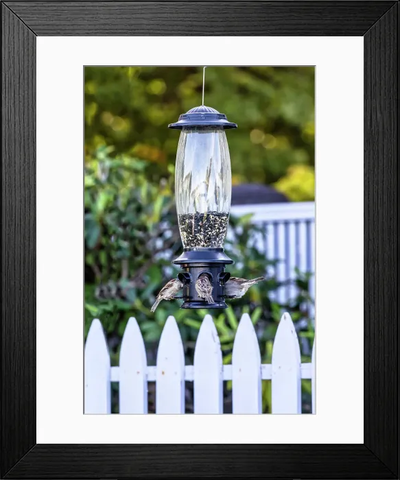 Framed Print : Bird feeder with birds Framed Print : Bird feeder with birds
