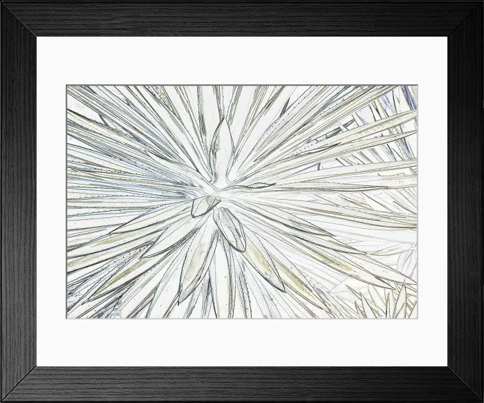 Framed Print : Artistic shot of Agave plant Framed Print : Artistic shot of Agave plant