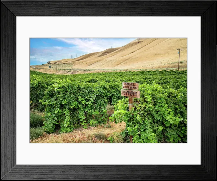 Framed Print : Washington, Goldendale, Maryhill Winery, Gunkel Vineyards along the Columbia River Gorge Framed Print : Washington, Goldendale, Maryhill Winery, Gunkel Vineyards along the Columbia River Gorge