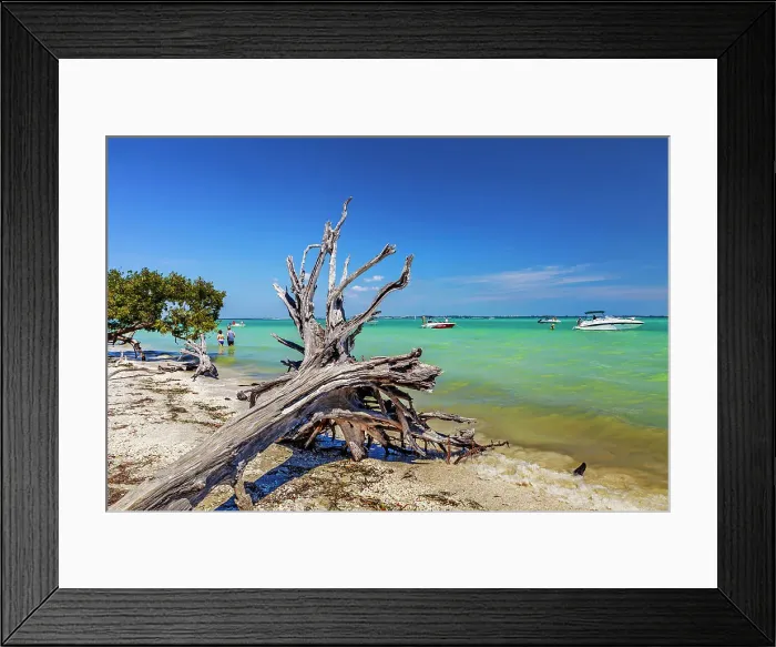 Framed Print : Florida, Sanibel Island, Driftwood on shore Framed Print : Florida, Sanibel Island, Driftwood on shore