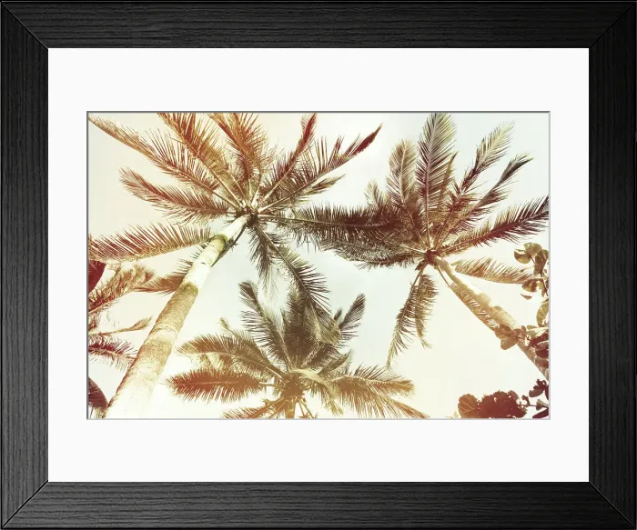 Framed Print : Tropical palm trees seen from below Framed Print : Tropical palm trees seen from below