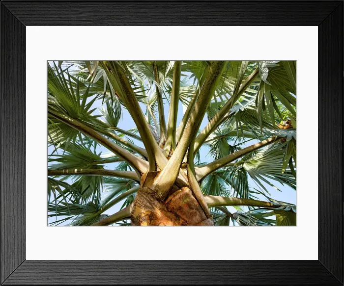 Framed Print : Detail of palm tree