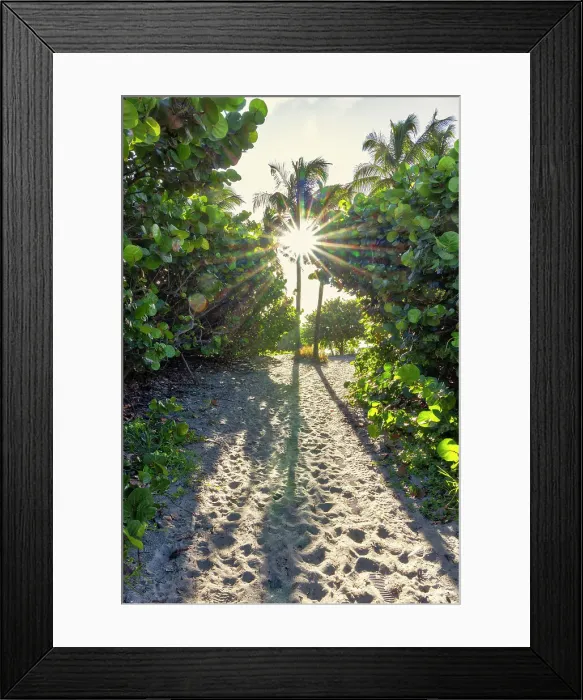 Framed Print : Sun bursting through palm trees Framed Print : Sun bursting through palm trees