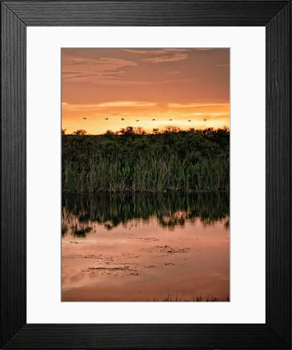 Framed Print : Florida, Boynton Beach, Arthur R. Marshall Loxahatchee National Wildlife Refuge, birds in flight Framed Print : Florida, Boynton Beach, Arthur R. Marshall Loxahatchee National Wildlife Refuge, birds in flight