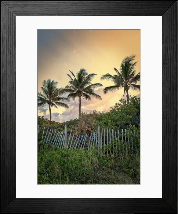 Framed Print : Palm trees with wooden picket fence at sunset Framed Print : Palm trees with wooden picket fence at sunset