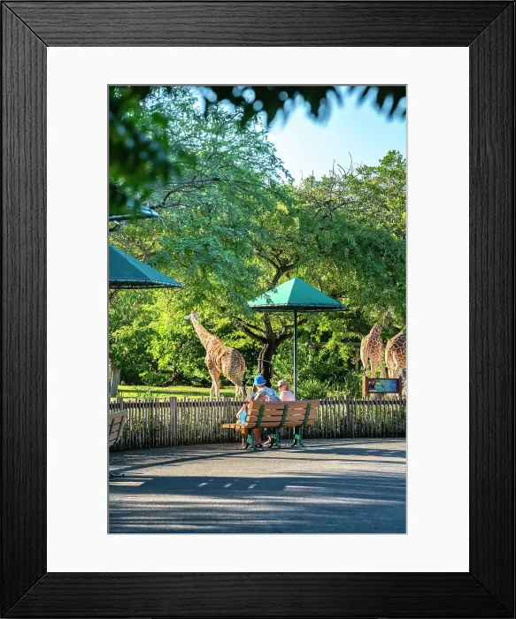 Framed Print : Florida, South Florida, Miami, Miami Zoo, Interactive Safari, Giraffe