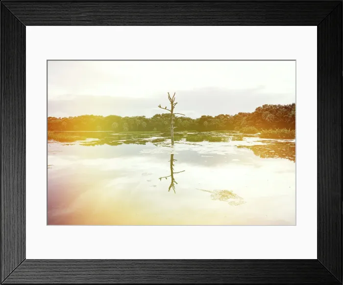 Framed Print : Ethereal view of birds on a dead tree Framed Print : Ethereal view of birds on a dead tree
