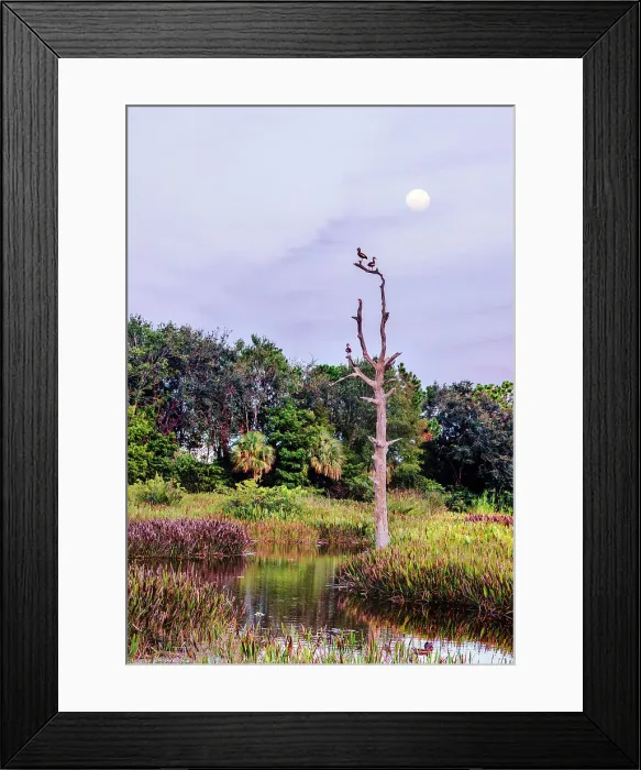 Framed Print : Florida, South Florida, Boynton Beach, Green Cay Nature Center & Wetlands, birds on dead tree Framed Print : Florida, South Florida, Boynton Beach, Green Cay Nature Center & Wetlands, birds on dead tree