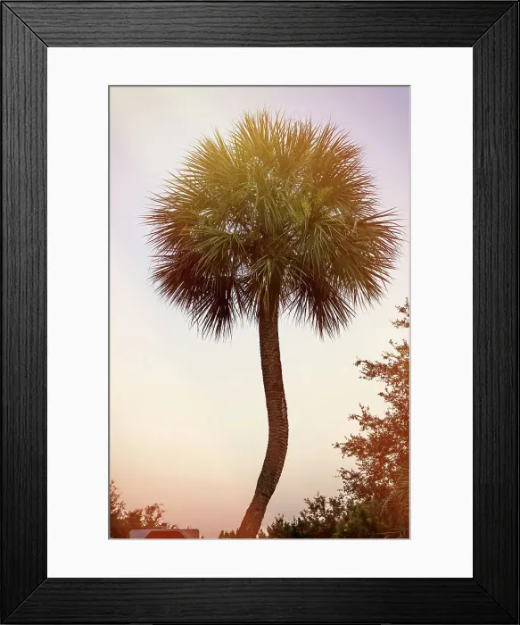 Framed Print : Single Palm Tree Framed Print : Single Palm Tree