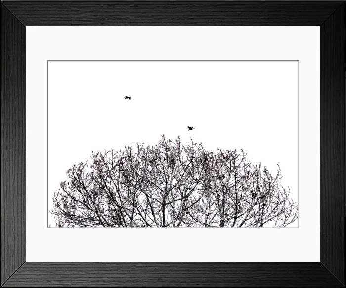 Framed Print : Abstract of tree branches and birds Framed Print : Abstract of tree branches and birds