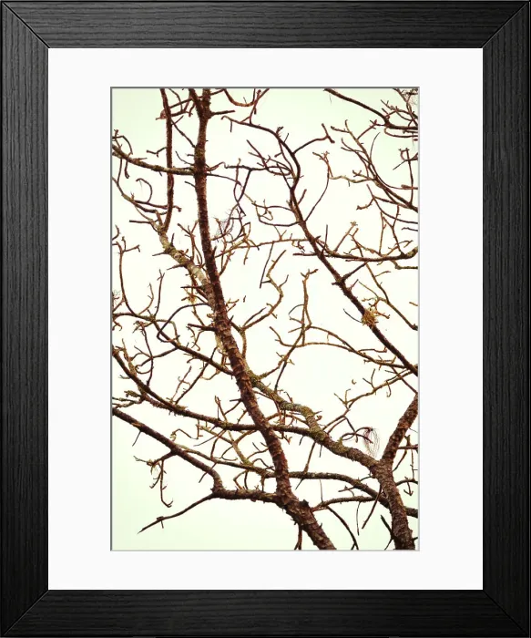 Framed Print : Intricate tree branches