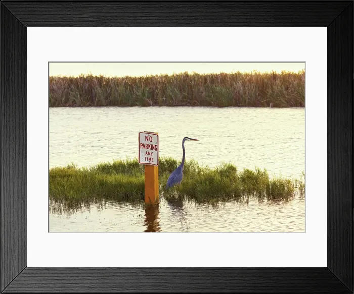 Framed Print : Great Blue Heron standing next to a No Parking Any Time sign Framed Print : Great Blue Heron standing next to a No Parking Any Time sign