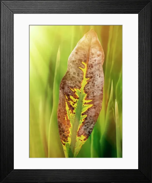 Framed Print : Green, brown, and yellow leaf on an aquatic plant