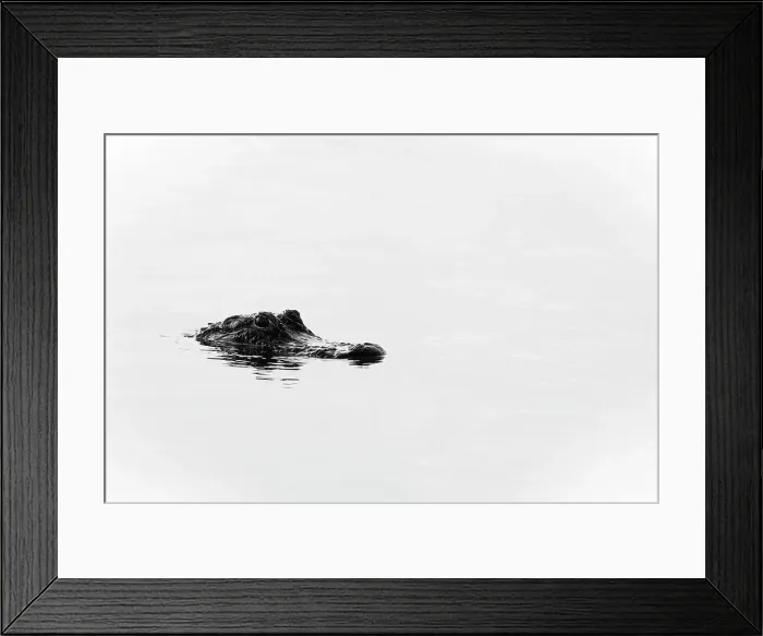 Framed Print : Close up of alligator in water