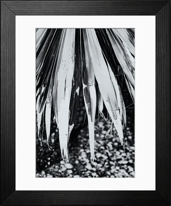 Framed Print : Closeup of chipped palm leaf