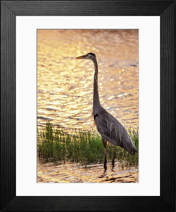 Framed Print : Great Blue Heron at sunset Framed Print : Great Blue Heron at sunset