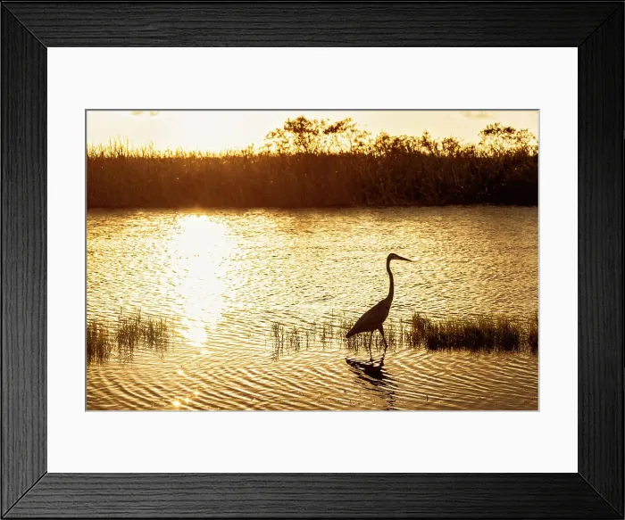 Framed Print : Silhouette of Great Blue Heron Framed Print : Silhouette of Great Blue Heron