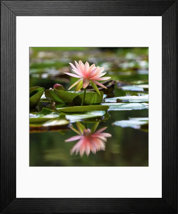 Framed Print : Water Lily Framed Print : Water Lily