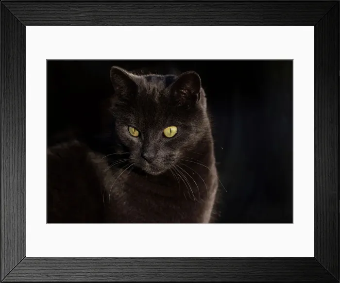 Framed Print : Black Cat Framed Print : Black Cat