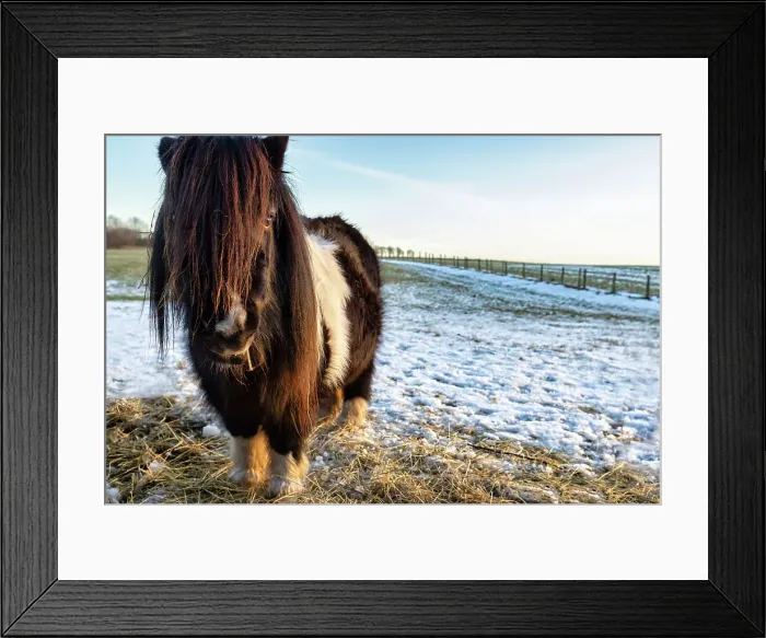Framed Print : Shetland ponies, Scotland, Highlands Framed Print : Shetland ponies, Scotland, Highlands