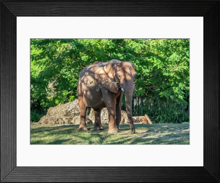 Framed Print : Florida, South Florida, Miami, Miami Zoo, Elephant Framed Print : Florida, South Florida, Miami, Miami Zoo, Elephant