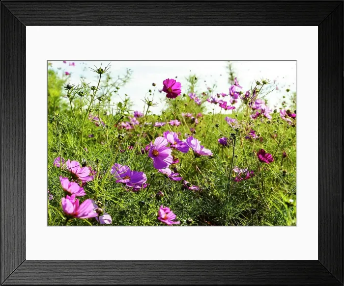 Framed Print : New York, Long Island, wildflowers Framed Print : New York, Long Island, wildflowers