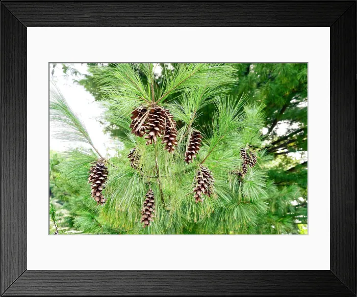 Framed Print : New York, Roslyn Harbor, Cedarmere-Clayton Estates, Tree with pine cones Framed Print : New York, Roslyn Harbor, Cedarmere-Clayton Estates, Tree with pine cones