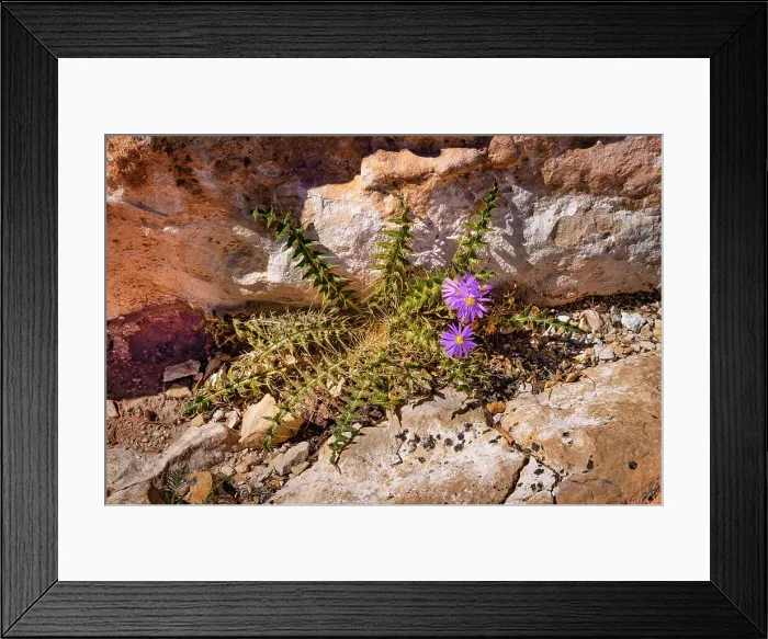 Framed Print : Arizona, Grand Canyon National Park, wildflower Framed Print : Arizona, Grand Canyon National Park, wildflower