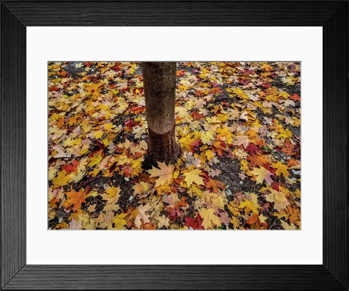 Framed Print : NY, NYC, Autumn colorful foliage