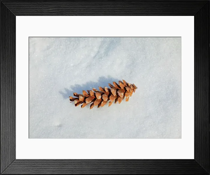 Framed Print : Winter scene, pinecone on snow