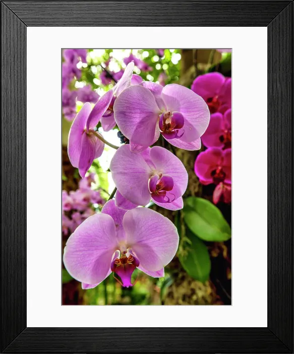 Framed Print : New York City, Bronx, New York Botanical Garden, The Orchid Show, Jeff Leatham's Kaleidoscope Framed Print : New York City, Bronx, New York Botanical Garden, The Orchid Show, Jeff Leatham's Kaleidoscope