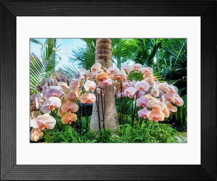 Framed Print : NY, Bronx, New York Botanical Garden, The Orchid Show, Jeff Leatham's Kaleidoscope Framed Print : NY, Bronx, New York Botanical Garden, The Orchid Show, Jeff Leatham's Kaleidoscope