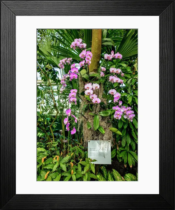 Framed Print : NYC, Bronx, New York Botanical Garden, The Orchid Show, Jeff Leatham's Kaleidoscope