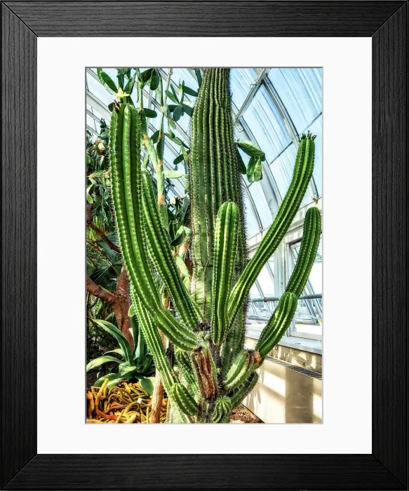 Framed Print : New York, Bronx, NY Botanical Garden, Enid A. Haupt Conservatory, Deserts of the Americas Gallery Framed Print : New York, Bronx, NY Botanical Garden, Enid A. Haupt Conservatory, Deserts of the Americas Gallery