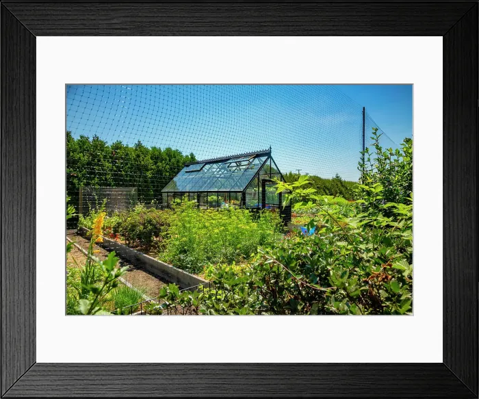 Framed Print : Rhode Island, Newport, Hydrangea garden with greenhouse on Ocean Avenue Framed Print : Rhode Island, Newport, Hydrangea garden with greenhouse on Ocean Avenue
