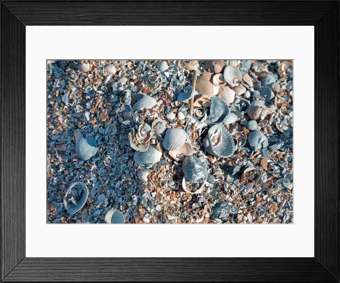 Framed Print : Georgia, Tybee Island, shells on beach Framed Print : Georgia, Tybee Island, shells on beach